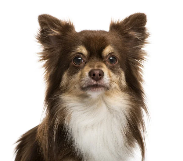 Headshot van een chihuahua — Stockfoto