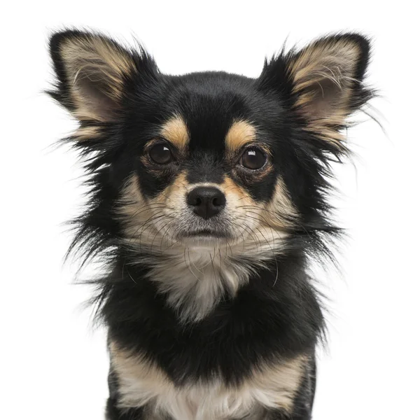 Chihuahua de frente para a câmera — Fotografia de Stock