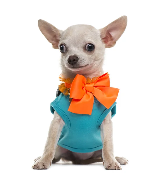 Chihuahua öltözve — Stock Fotó