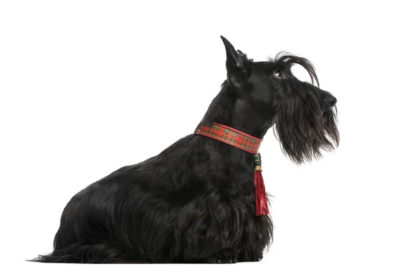 Terrier scozzese — Foto Stock