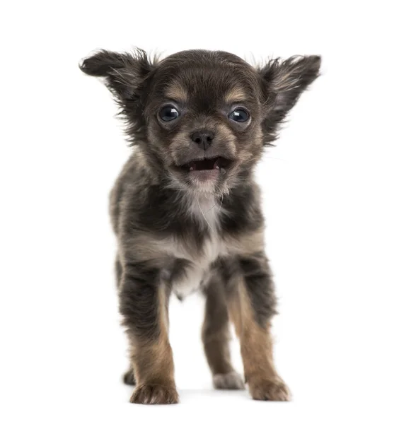 Chihuahua — Stock Photo, Image