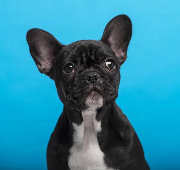 Cachorro Bulldog francês (3 meses de idade), tiro na cabeça, fundo azul — Fotografia de Stock