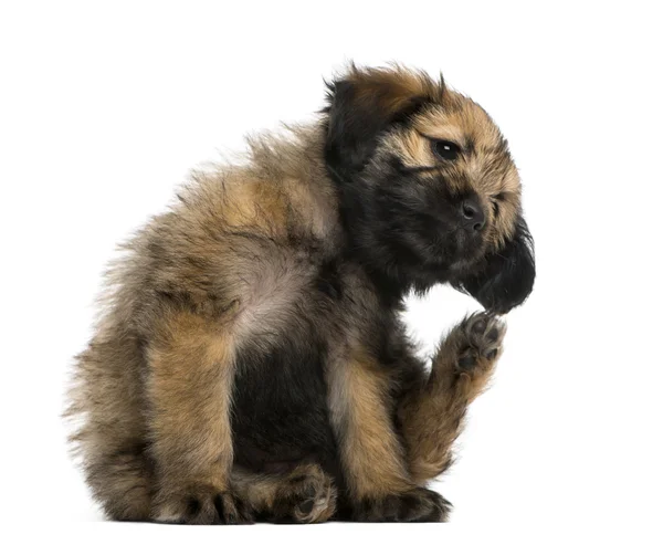 Crossbreed puppy scratching itself (2 months old) — Stock Photo, Image