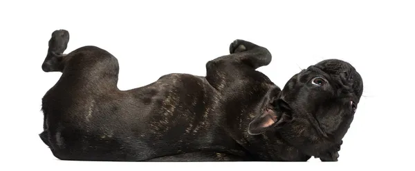 Fransk bulldog (1 år gammal) — Stockfoto