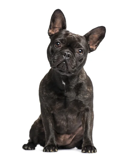 Fransk bulldog (1 år gammal) — Stockfoto