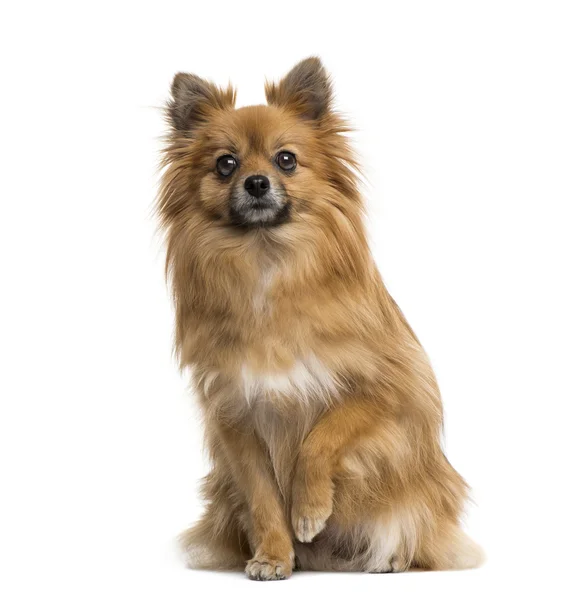 Deutscher spitz — Stockfoto