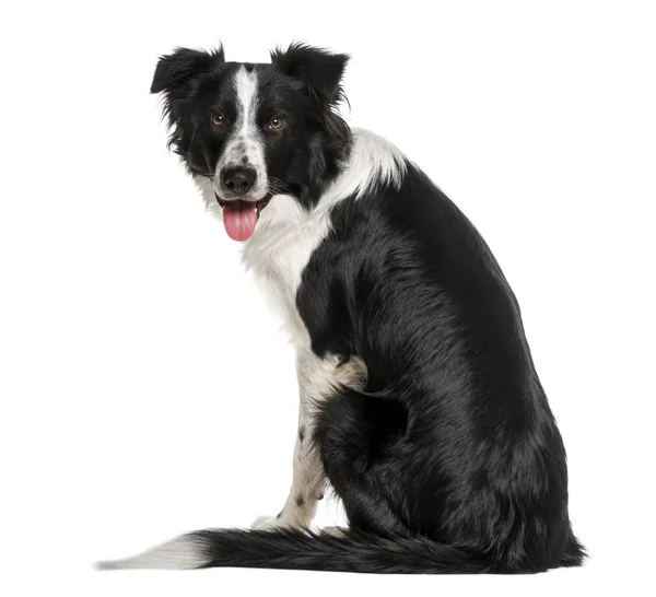 Back view of a black and white Border Collie looking at he camer — Stock Photo, Image