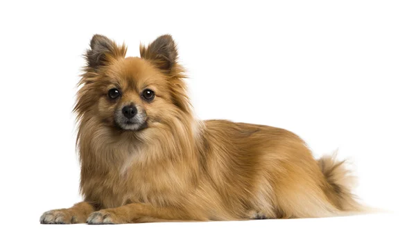 German Spitz — Stock Photo, Image