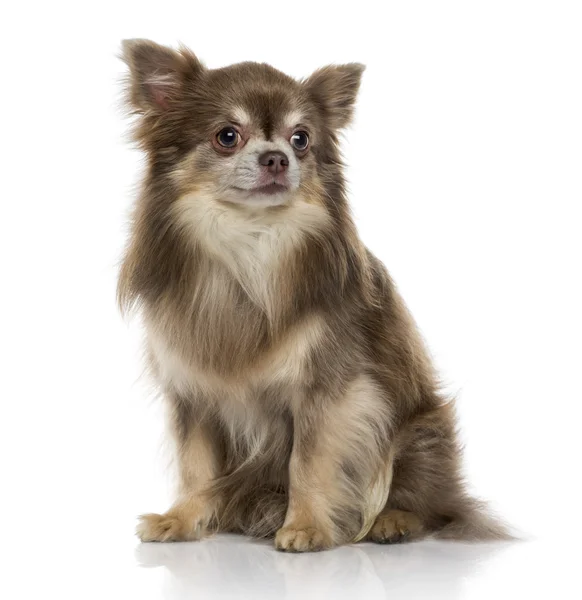 Chihuahua (5 jaar oud) — Stockfoto