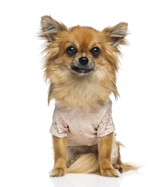 Chihuahua (1 rok staré) — Stock fotografie