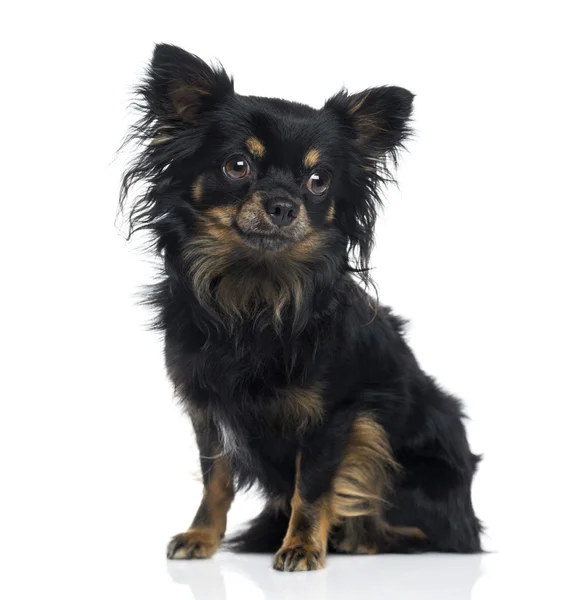 Chihuahua (3 jaar oud) — Stockfoto