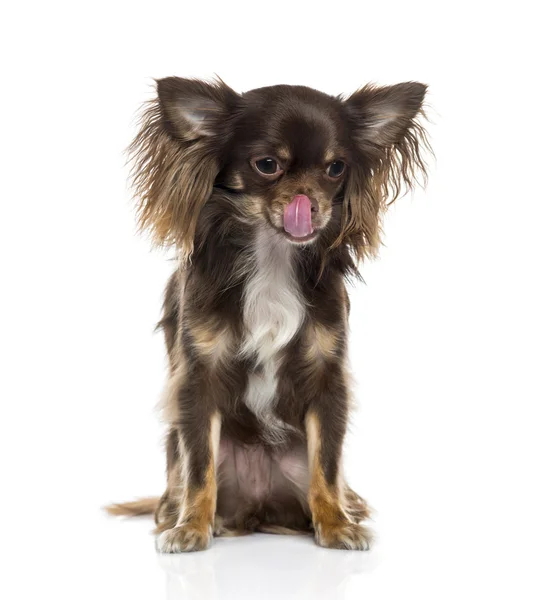 Chihuahua lizanie jej usta — Zdjęcie stockowe