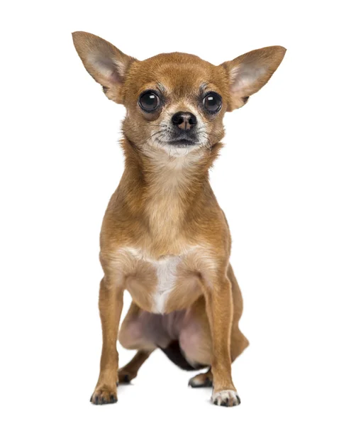 Chihuahua (1 year old) — Stock Photo, Image