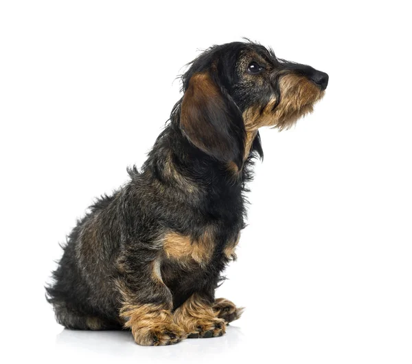 Dachshund щенок глядя вверх (6 месяцев ) — стоковое фото