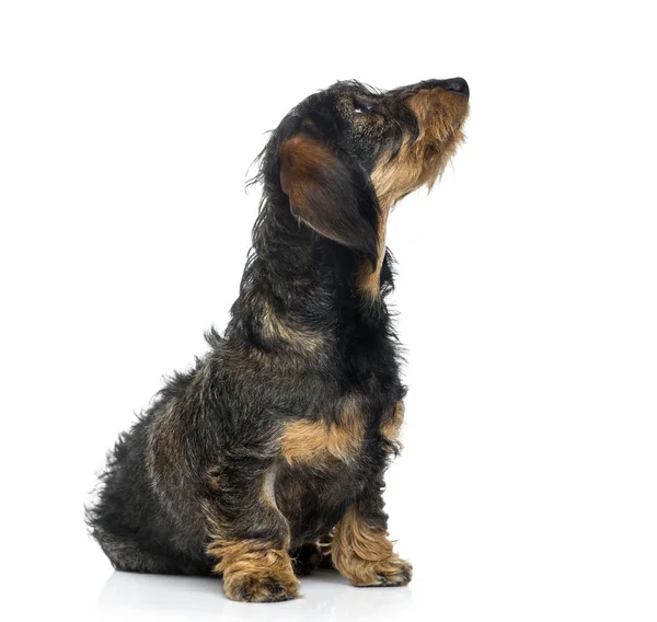 Dachshund puppy looking up (6 months old) — Stock Photo, Image