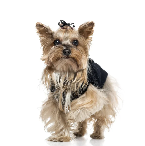 Dressed Yorkshire Terrier (5.5 years old) — Stock Photo, Image