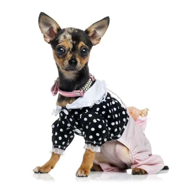 Gekleideter Chihuahua (1,5 Jahre alt)) — Stockfoto