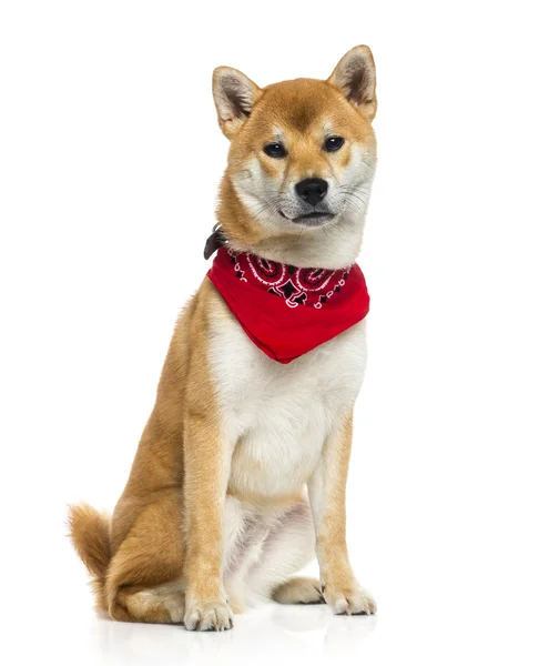 Shiba Inu Dog Wearing Bow Tie Isolated White Stock Photo by ...