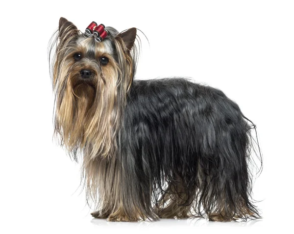 Side view of a Yorkshire Terrier (2.5 years old) — Stock Photo, Image