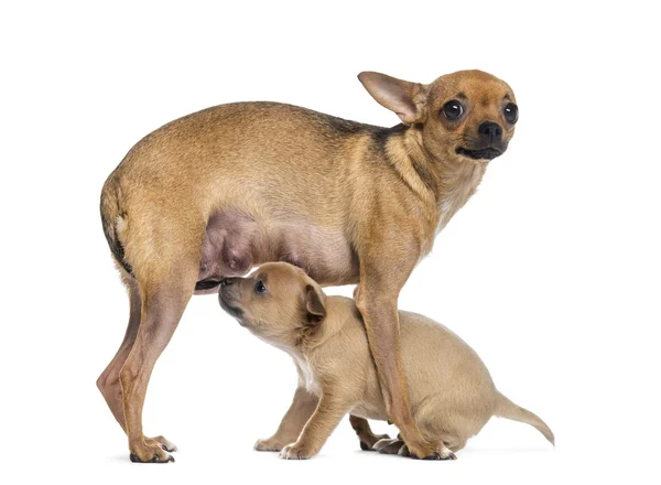 Madre y bebé chihuahua — Foto de Stock