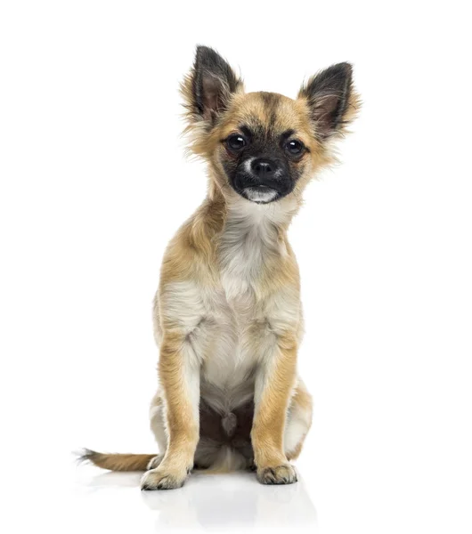 Chihuahua-Welpe (5 Monate alt)) — Stockfoto