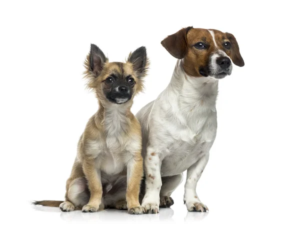 Jack Russell Terrier (1 an), catelus Chihuahua (5 luni) — Fotografie, imagine de stoc