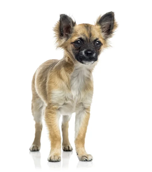 Chihuahua-Welpe (5 Monate alt)) — Stockfoto