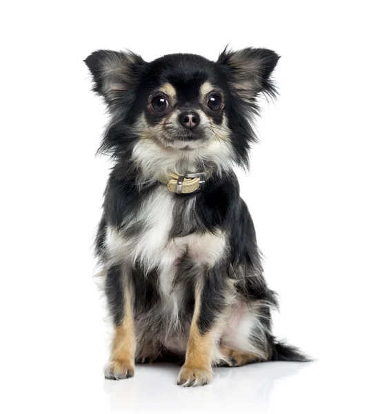 Chihuahua (18 mesi) ) — Foto Stock