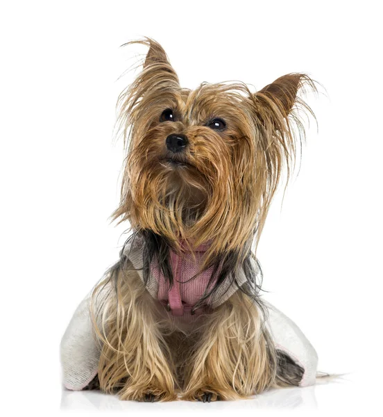 Dressed Yorkshire Terrier looking up (5 years old) — Stock Photo, Image