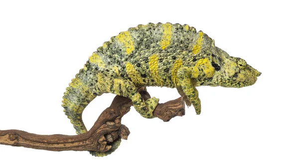 Madagaskarská chameleon na větvi - trioceros melleri - izolované na — Stock fotografie