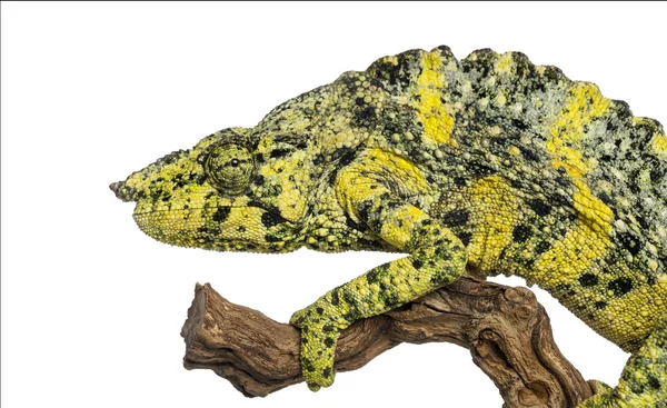 Meller's Chameleon on a branch - Trioceros melleri - isolated on — Stock Photo, Image