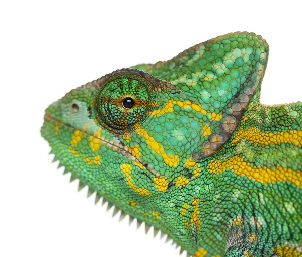 Captura de um camaleão do Iémen - Chamaeleo calyptratus - isolado — Fotografia de Stock