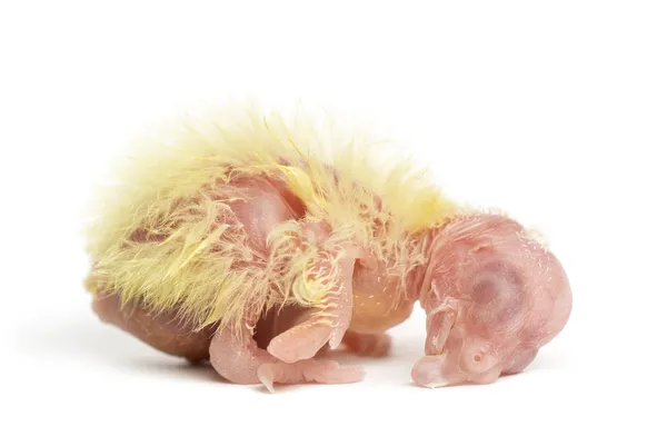 Cockatiel chick  - Nymphicus hollandicus (1 day old), isolated o — Stock Photo, Image