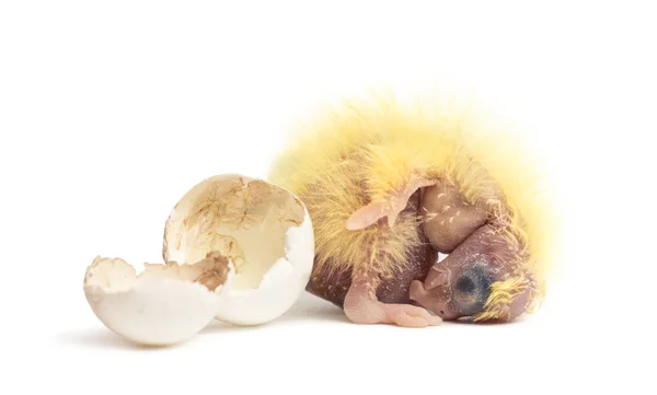 Cockatiel ao lado do ovo do qual ele eclodiu, 2 dias de idade , — Fotografia de Stock