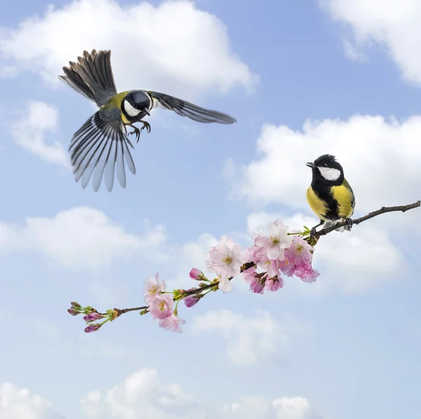 Dois peitos grandes, céu nublado, ramo florido — Fotografia de Stock