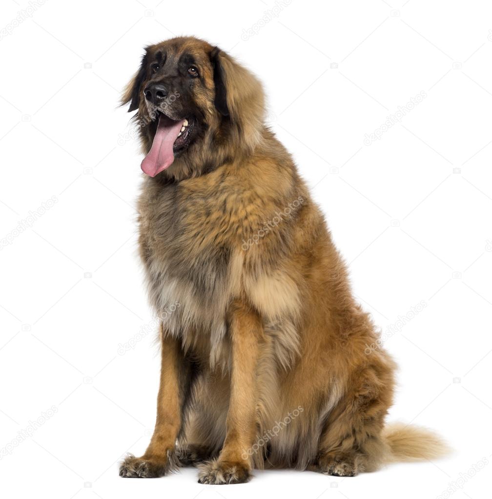 Leonberger sitting and panting (2 years old)