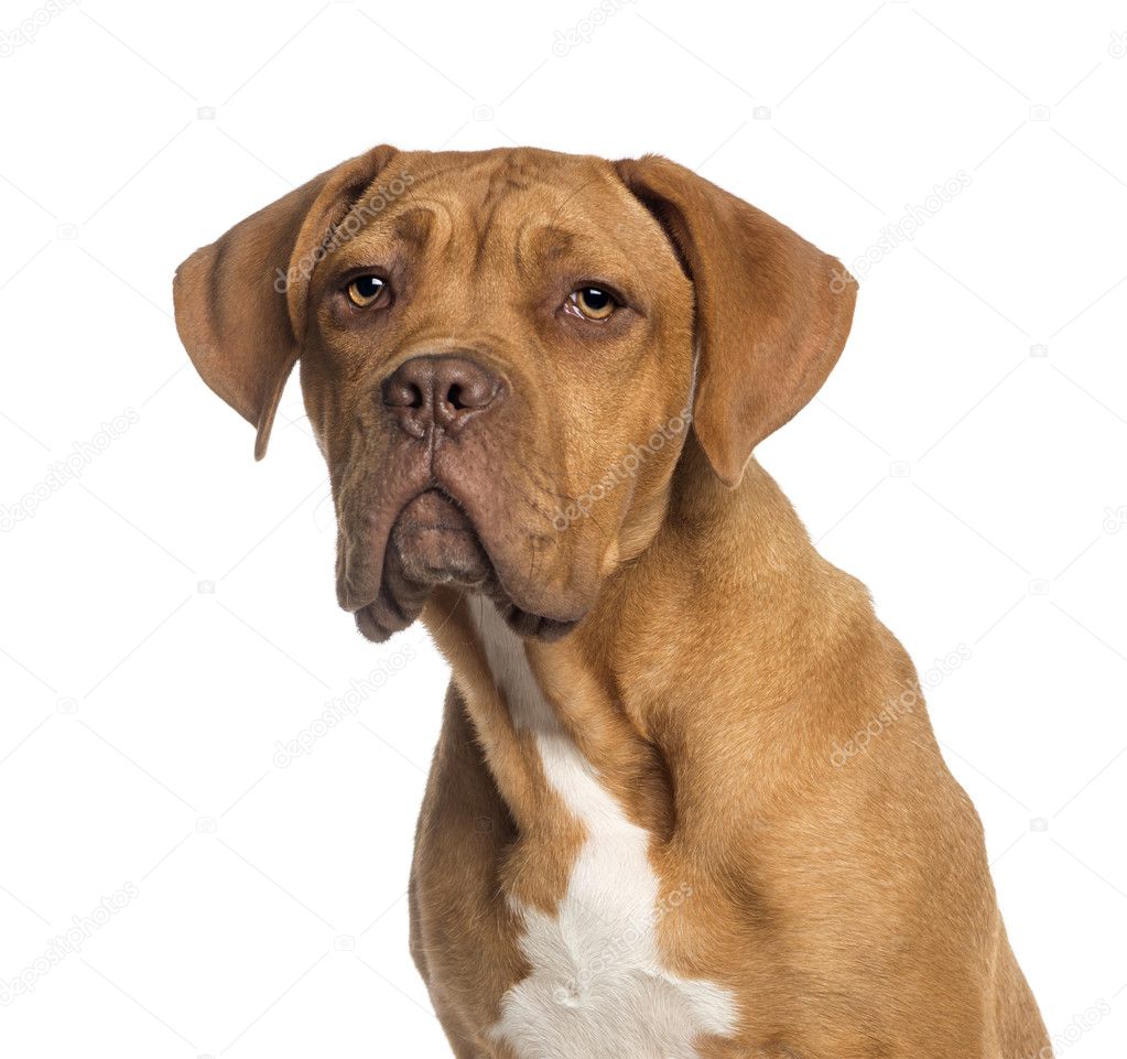 Headshot of a Dogue de Bordeaux puppy (5  months old)