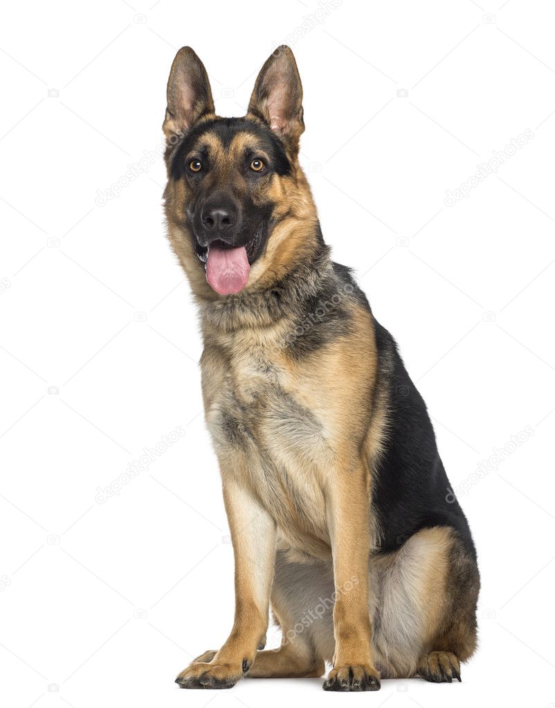 German Shepherd Dog sitting and panting (1 year old)