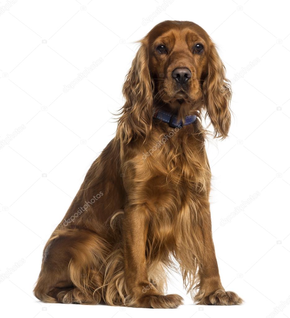 English Cocker Spaniel sitting (2 years old)