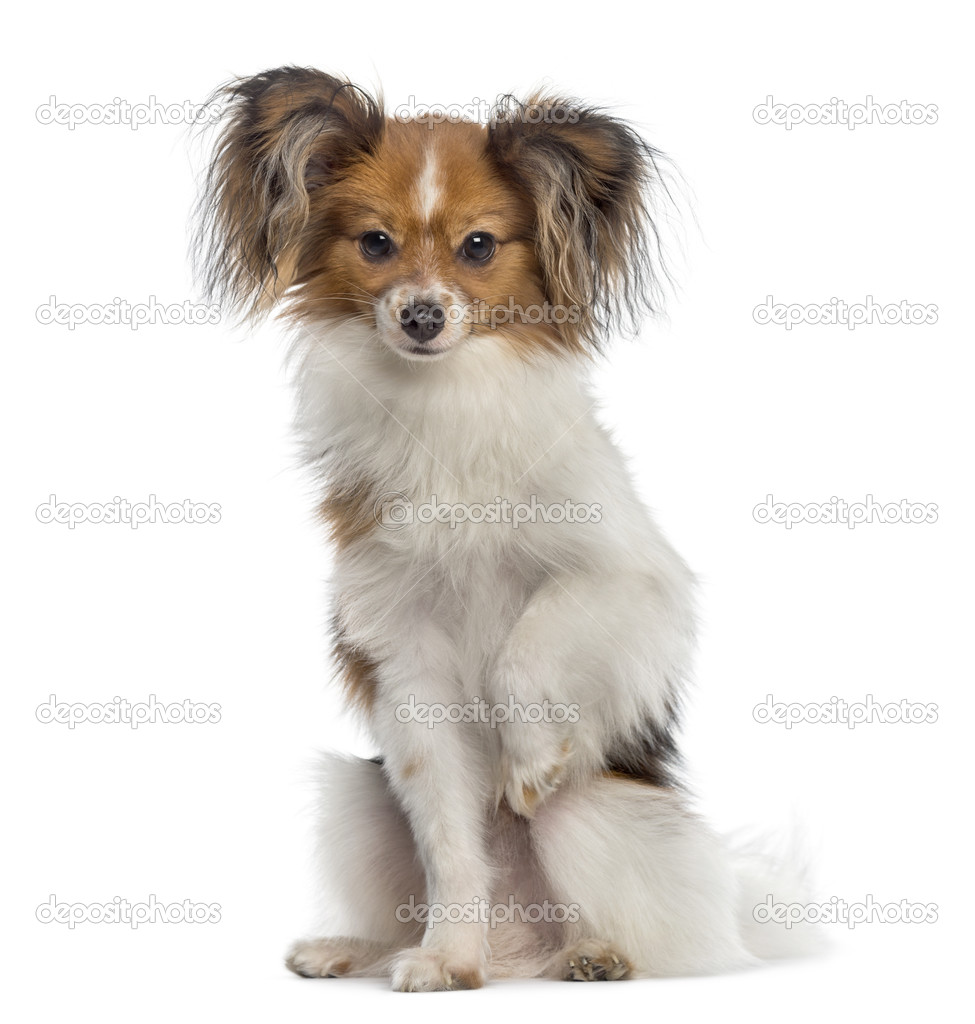 Continental Toy Spaniel sitting (8 months old)