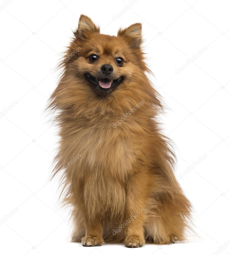 Nemecky spitz hotsell