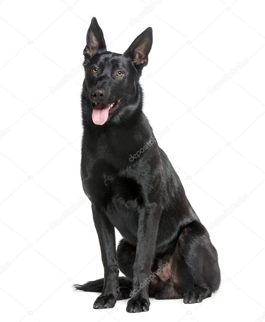 Belgian Shepherd Dog Malinois Stock Photo Image By C Lifeonwhite 47813219