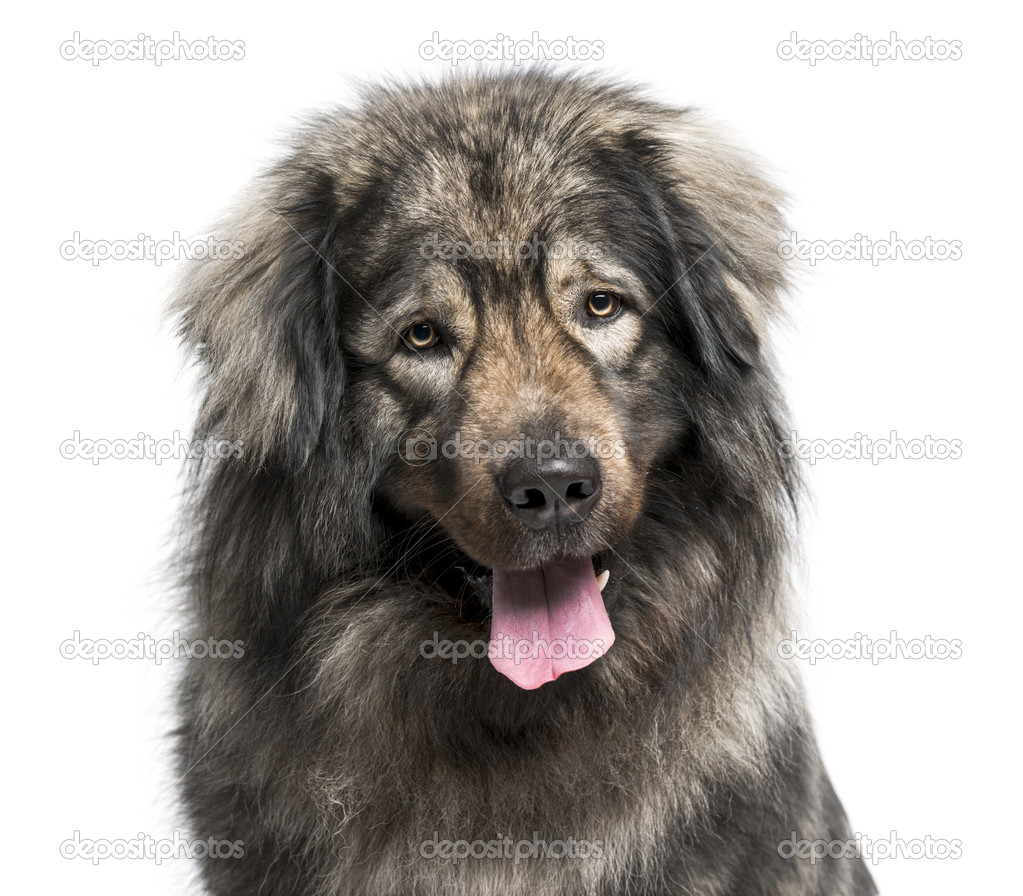 Leonberger (2 years old)