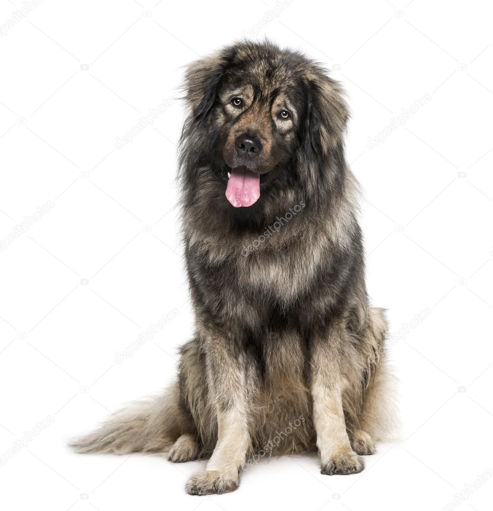 Leonberger (2 years old)