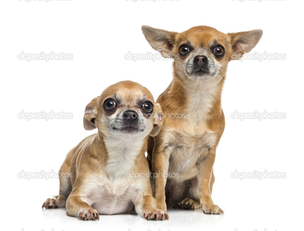 two Chihuahuas sitting together (5 years old)