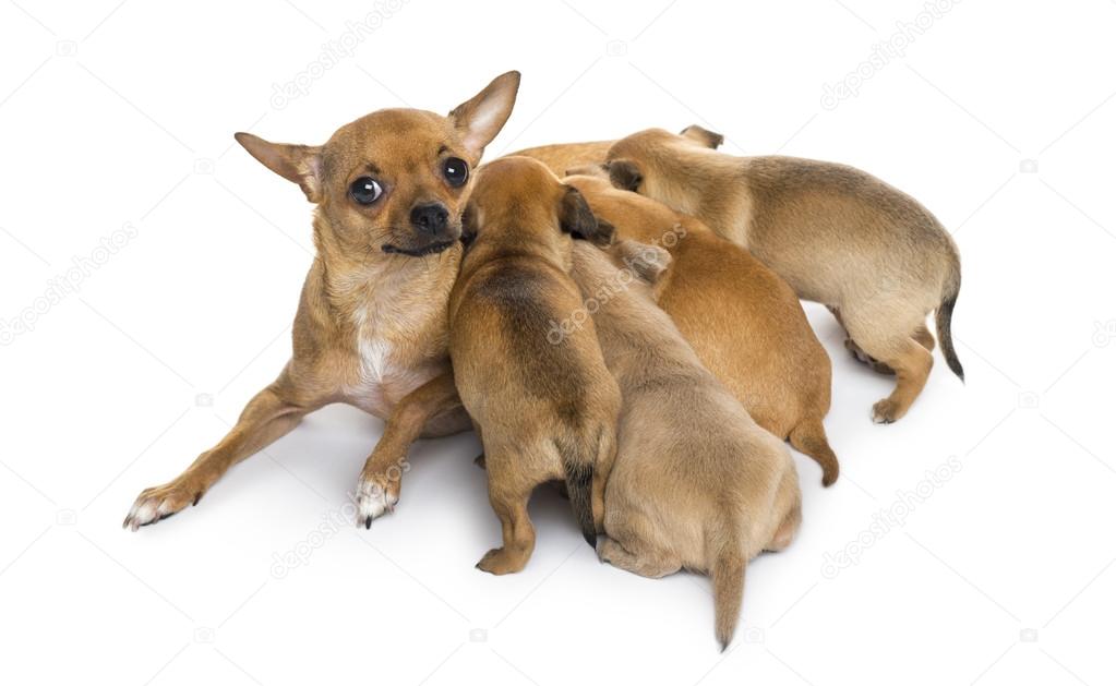 mother and babies chihuahuas