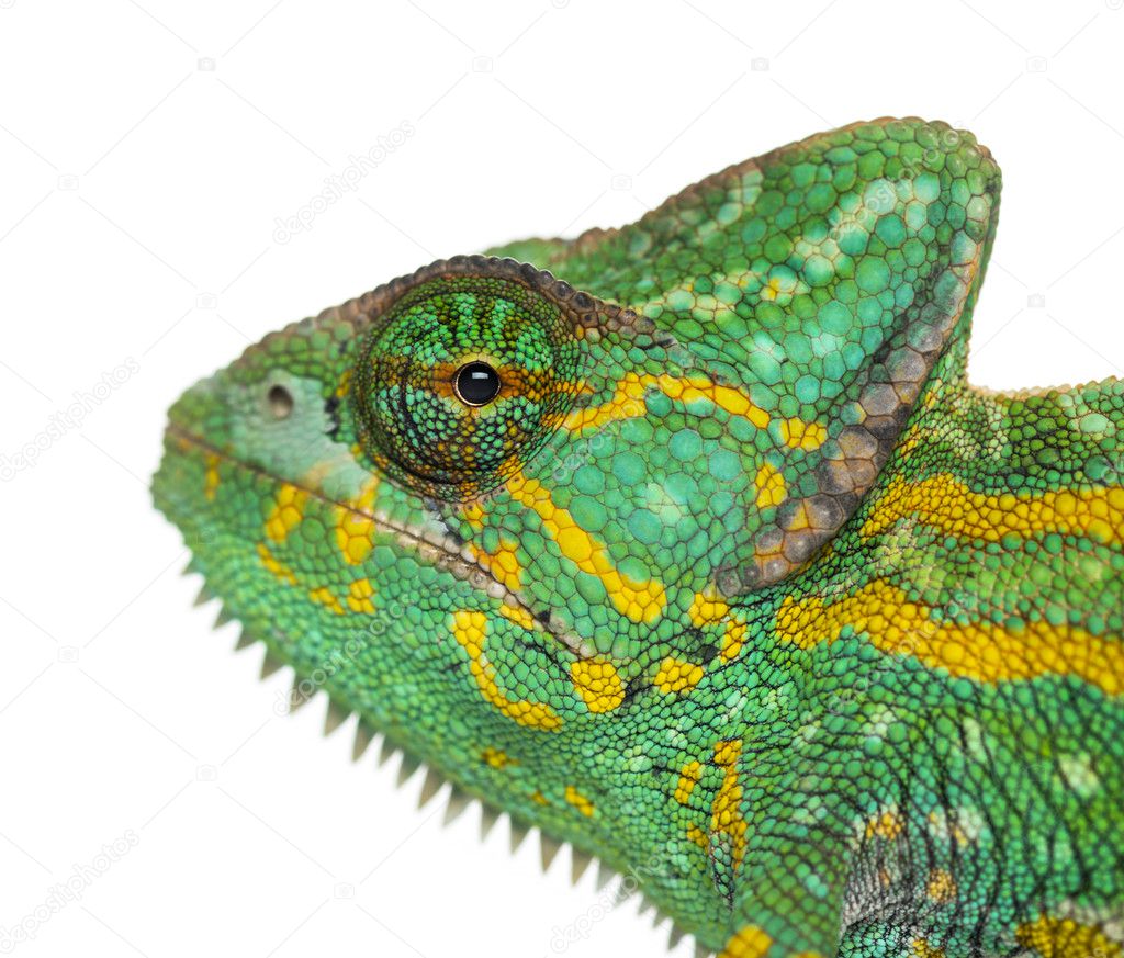 Headshot of a Yemen chameleon - Chamaeleo calyptratus - isolated