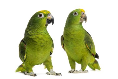 Panama Amazon and Yellow-crowned Amazon isolated on white clipart