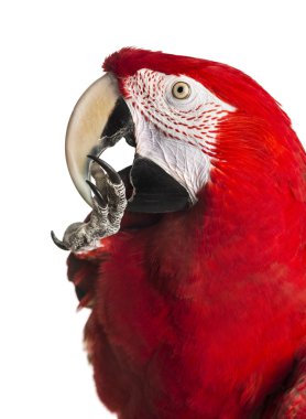 Close-up of a Red-and-green macaw cleaning itself, isolated on w clipart