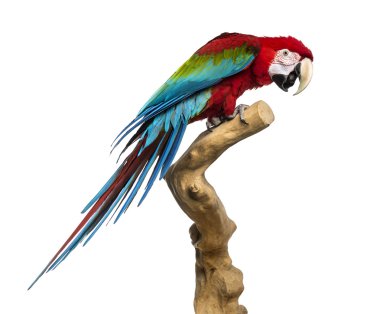 Red-and-green macaw perched on a branch, isolated on white clipart
